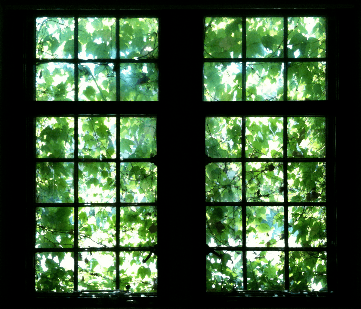 An ivy-covered window overlooking University Avenue